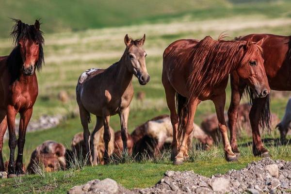 2018養馬賺錢嗎?養馬的利潤與投資成本及前景預測