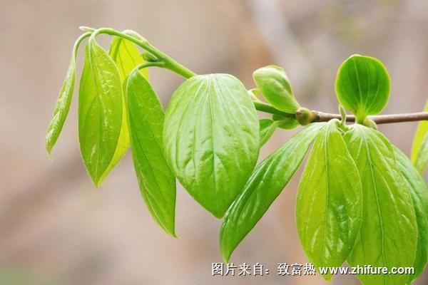 柿子葉的功效與作用及禁忌