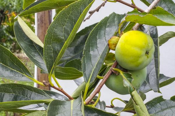 柿子葉的功效與作用及禁忌