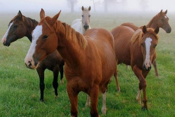 2018養馬賺錢嗎?養馬的利潤與投資成本及前景預測