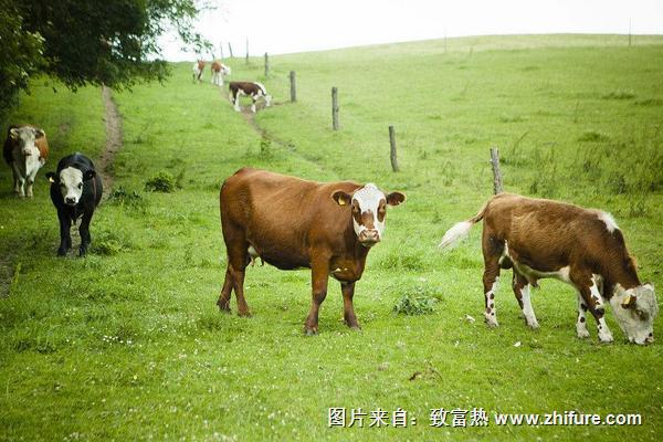 2018養奶牛賺錢嗎？奶牛養殖的利潤與投資成本及前景預測