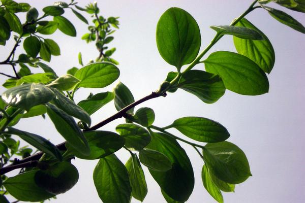 柿子葉的功效與作用及禁忌