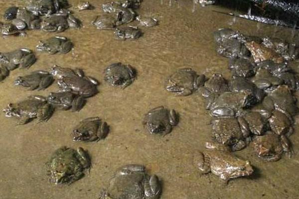 石蛙養殖的市場前景