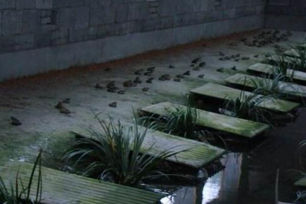 石蛙養殖的市場前景