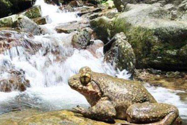 石蛙養殖的市場前景