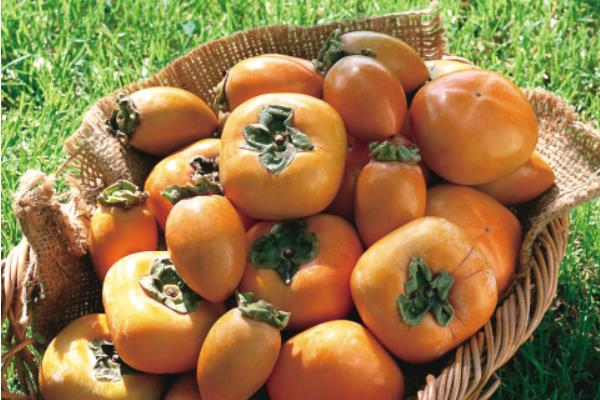 柿子和牛奶能一起吃嗎