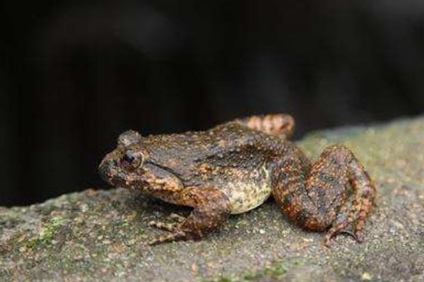 石蛙養殖的市場前景
