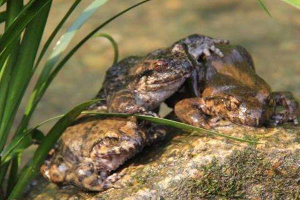 石蛙養殖的市場前景