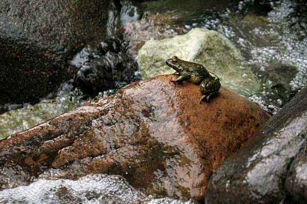石蛙養殖的市場前景