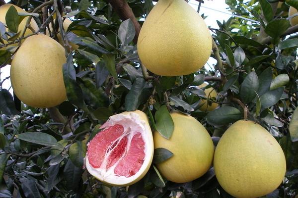 紅心柚子是轉(zhuǎn)基因的嗎