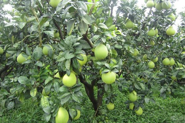 紅心柚子是轉(zhuǎn)基因的嗎