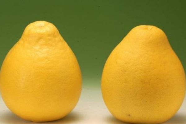 一個柚子一般有多少斤