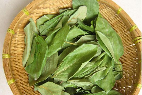 柿子葉的功效與作用及禁忌