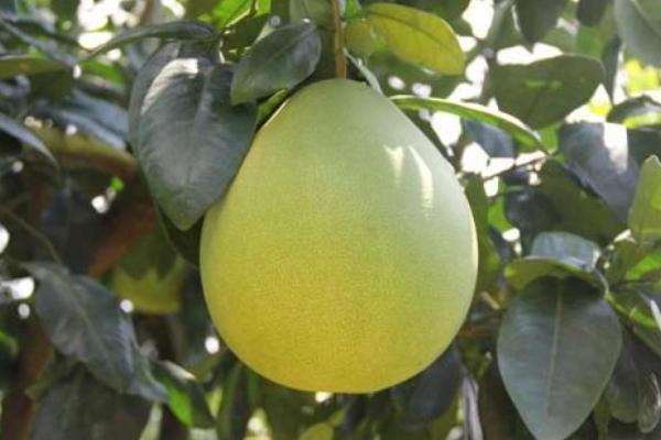 香泡和柚子的區(qū)別是什么