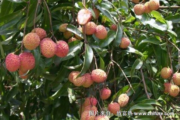 無核荔枝種植技術