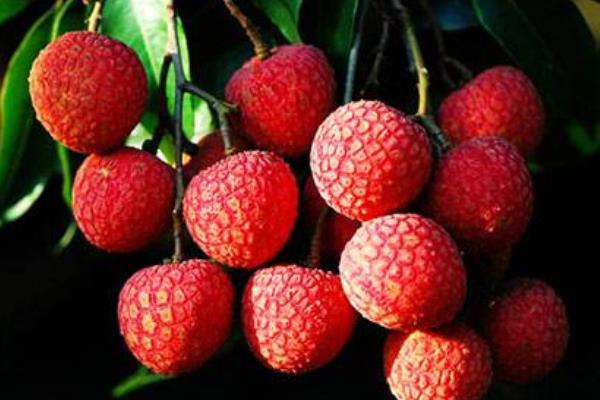 無核荔枝種植技術(shù)