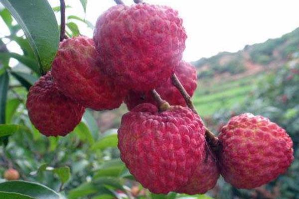 無核荔枝種植技術(shù)