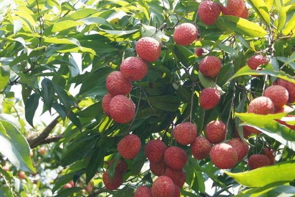 無核荔枝種植技術(shù)