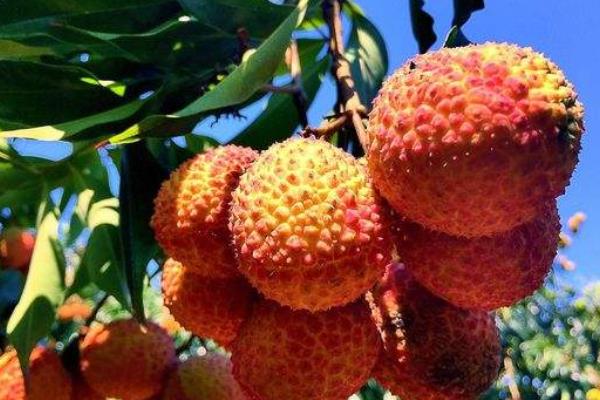 無核荔枝種植技術(shù)