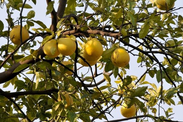 香泡和柚子的區(qū)別是什么