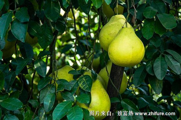 香泡和柚子的區(qū)別是什么