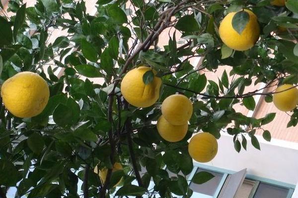 香泡和柚子的區(qū)別是什么