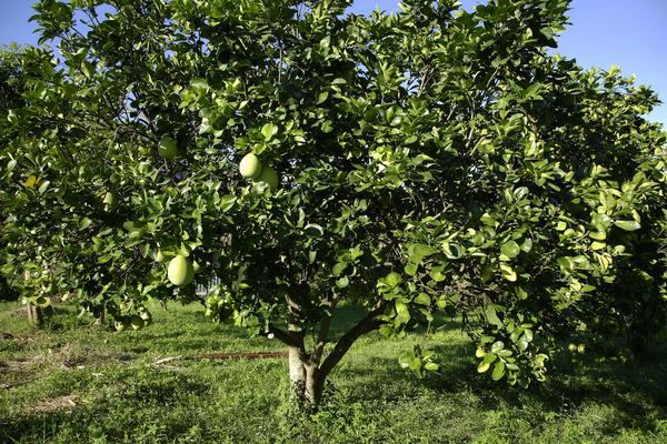 香泡和柚子的區(qū)別是什么