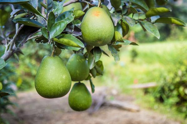 香泡和柚子的區(qū)別是什么