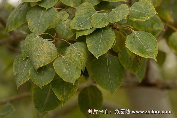 柿子葉怎么祛斑