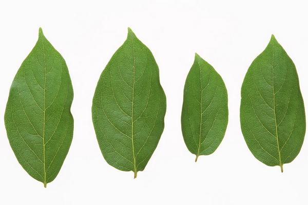 柿子葉怎么祛斑