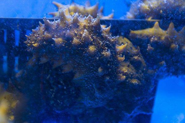 養(yǎng)一畝海參能賺多少錢?養(yǎng)海參的成本和利潤