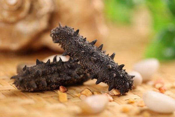 養(yǎng)一畝海參能賺多少錢?養(yǎng)海參的成本和利潤