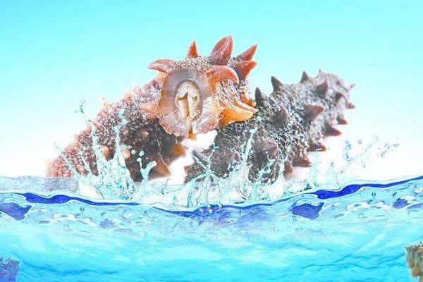 養(yǎng)一畝海參能賺多少錢?養(yǎng)海參的成本和利潤