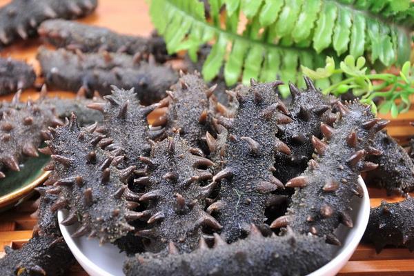 養(yǎng)一畝海參能賺多少錢?養(yǎng)海參的成本和利潤