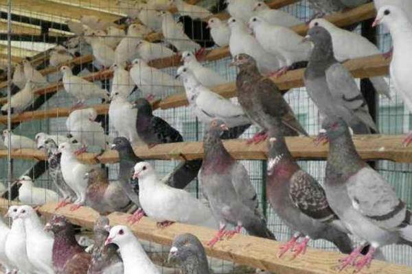 養(yǎng)鴿子的利潤(rùn)