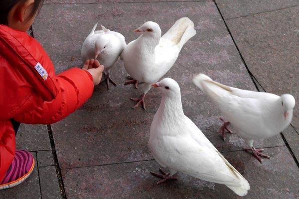 養(yǎng)鴿子的利潤(rùn)