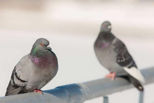 養(yǎng)鴿子的利潤(rùn)