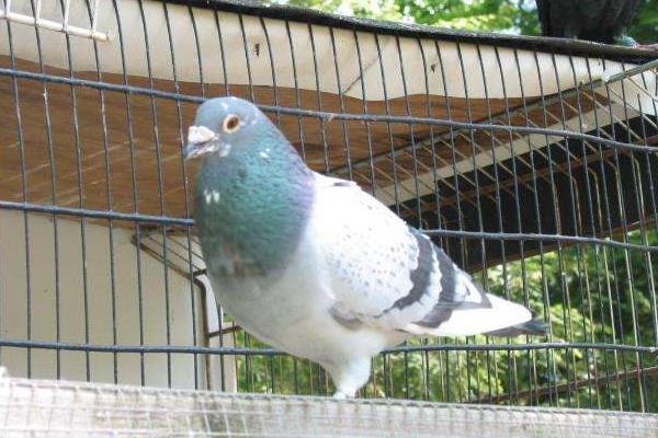 養(yǎng)鴿子的利潤(rùn)