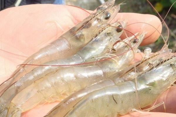 養一畝南美白對蝦能賺多少錢？養南美白對蝦的成本和利潤