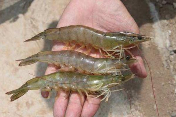 養一畝南美白對蝦能賺多少錢？養南美白對蝦的成本和利潤