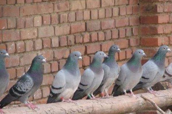 養(yǎng)鴿子的利潤(rùn)