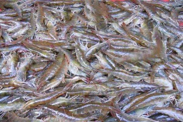 養一畝南美白對蝦能賺多少錢？養南美白對蝦的成本和利潤