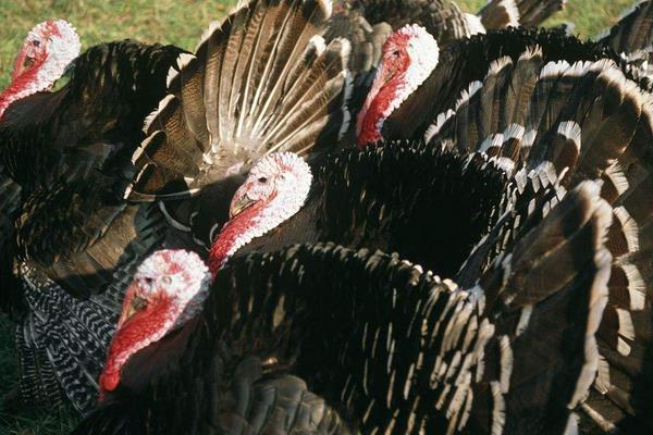 養(yǎng)火雞賺錢嗎？養(yǎng)火雞的利潤(rùn)