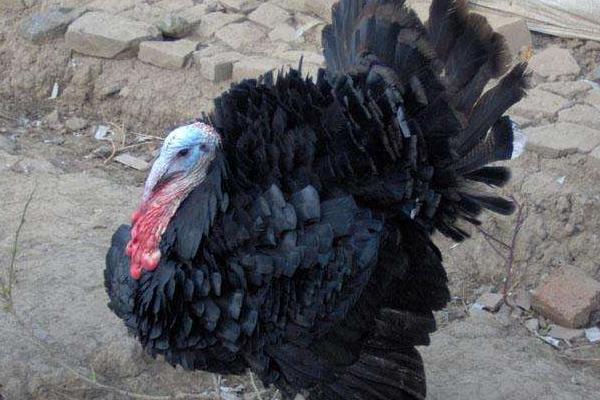 養(yǎng)火雞賺錢嗎？養(yǎng)火雞的利潤(rùn)