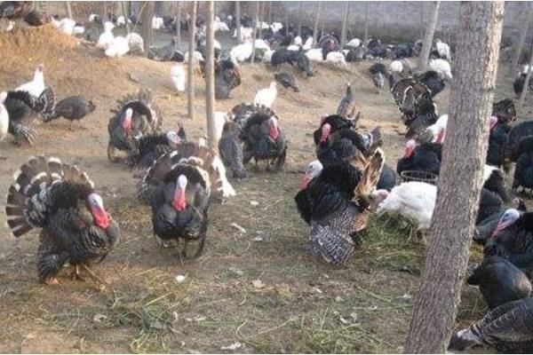 養(yǎng)火雞賺錢嗎？養(yǎng)火雞的利潤(rùn)