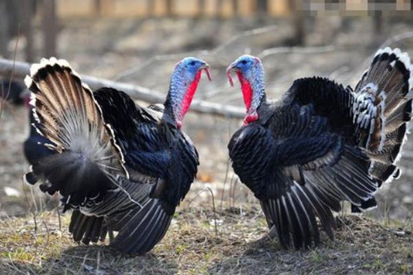 養(yǎng)火雞賺錢嗎？養(yǎng)火雞的利潤(rùn)