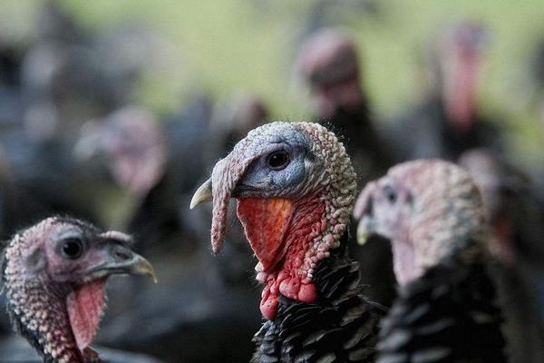 養(yǎng)火雞賺錢嗎？養(yǎng)火雞的利潤(rùn)