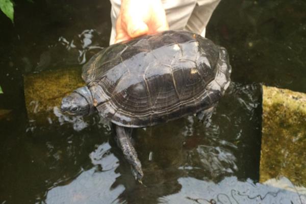 2015養(yǎng)烏龜賺錢嗎？2015烏龜養(yǎng)殖前景及市場價(jià)格分析