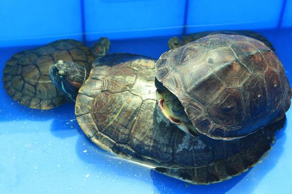 2015養(yǎng)烏龜賺錢嗎？2015烏龜養(yǎng)殖前景及市場價(jià)格分析