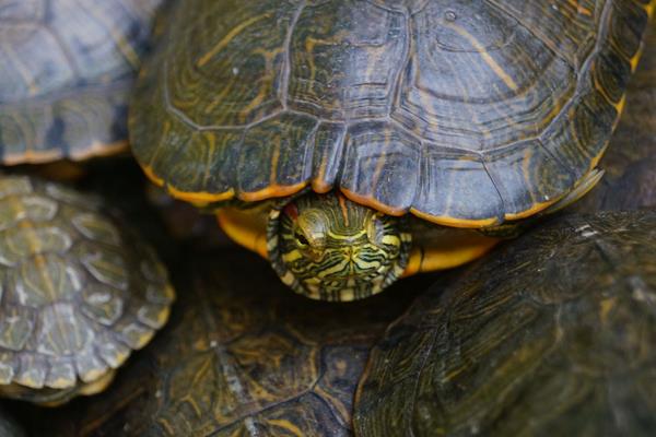 2015養(yǎng)烏龜賺錢嗎？2015烏龜養(yǎng)殖前景及市場價(jià)格分析